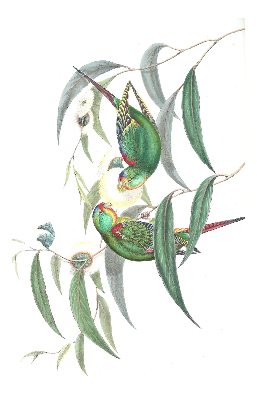 Volume V, plate 47 of Gould's The Birds of Australia: Swift Parrot (Lathamus discolor)