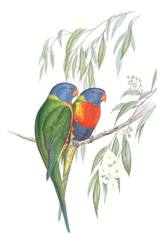 Volume V, plate 48 of Gould's The Birds of Australia: Rainbow Lorikeet (Trichoglossus moluccanus)
