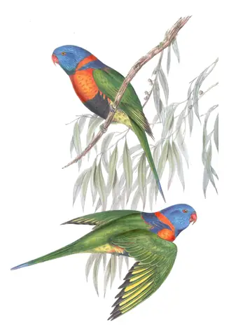 Volume V, plate 49 of Gould's The Birds of Australia: Red-collared Lorikeet (Trichoglossus rubritorquis)