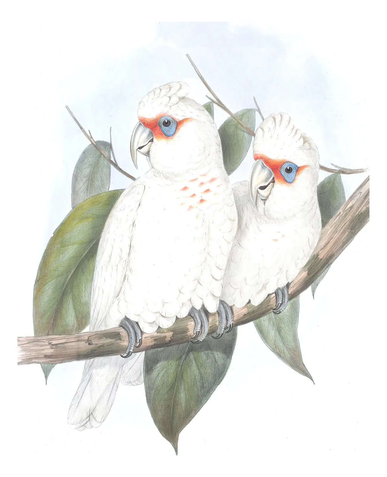 Volume V, plate 5 of Gould's The Birds of Australia: Long-billed Corella (Cacatua tenuirostris)