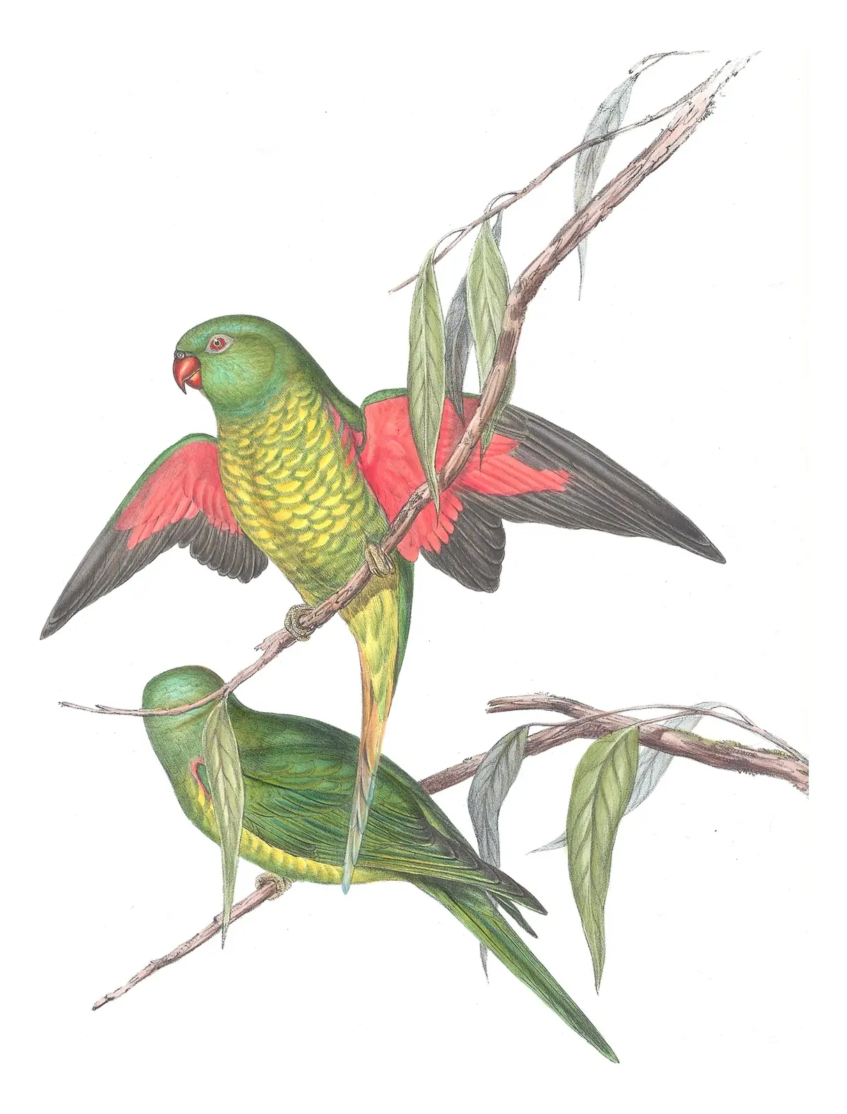 Volume V, plate 50 of Gould's The Birds of Australia: Scaly-breasted Lorikeet (Trichoglossus chlorolepidotus)