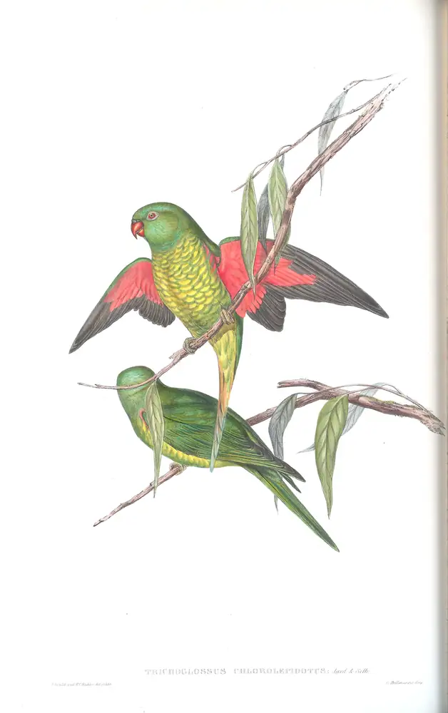 The whole sheet of volume V, plate 50, with its engraved caption