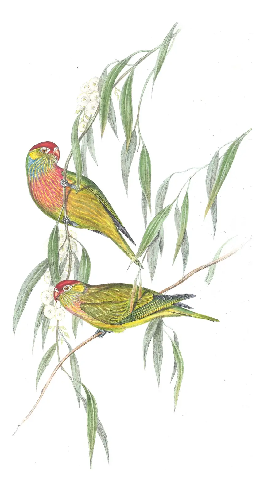Volume V, plate 51 of Gould's The Birds of Australia: Varied Lorikeet (Psitteuteles versicolor)