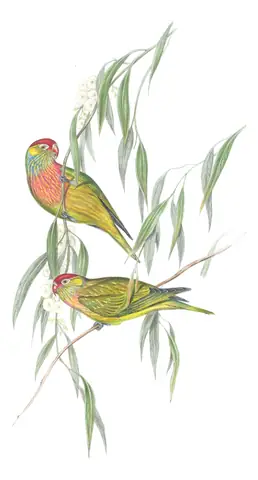 Volume V, plate 51 of Gould's The Birds of Australia: Varied Lorikeet (Psitteuteles versicolor)