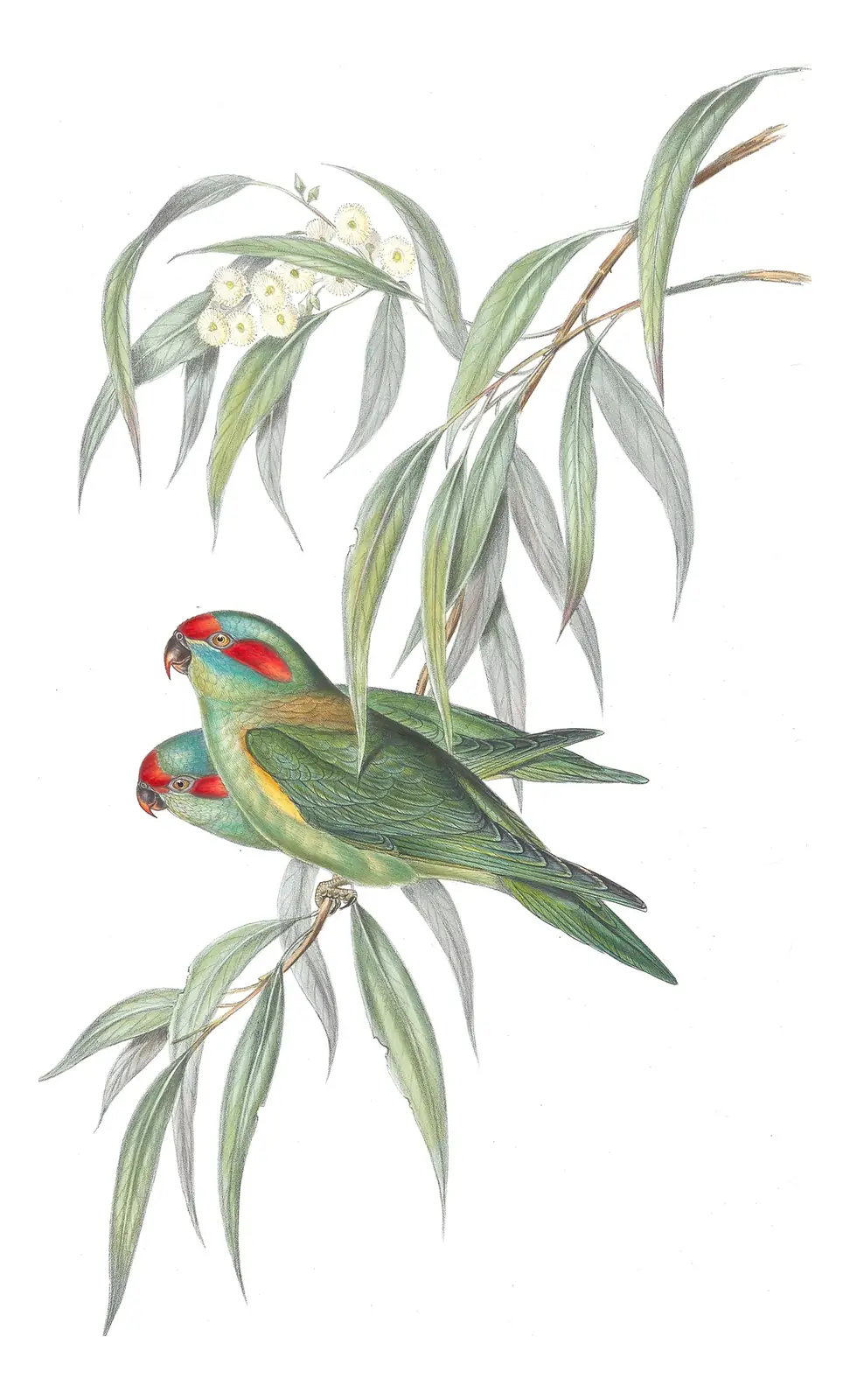 Volume V, plate 52 of Gould's The Birds of Australia: Musk Lorikeet (Trichoglossus concinnus)