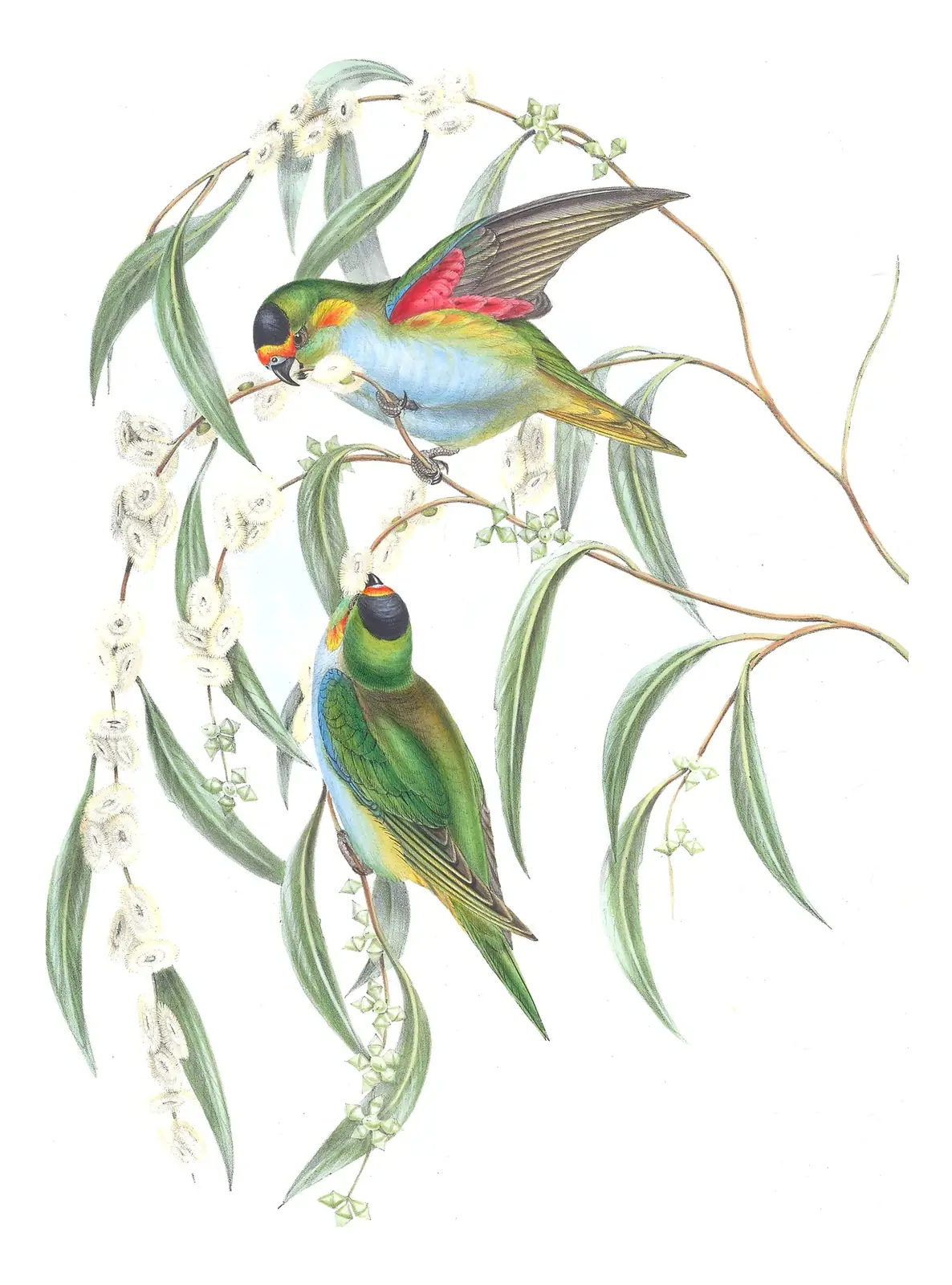 Volume V, plate 53 of Gould's The Birds of Australia: Purple-crowned Lorikeet (Psitteuteles porphyrocephalus)