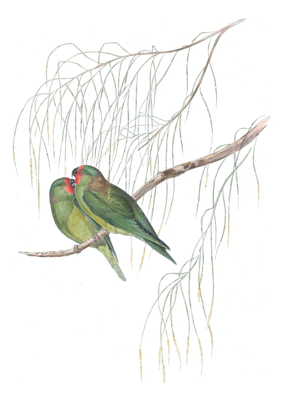 Volume V, plate 54 of Gould's The Birds of Australia: Little Lorikeet (Psitteuteles pusillus)