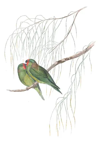 Volume V, plate 54 of Gould's The Birds of Australia: Little Lorikeet (Psitteuteles pusillus)