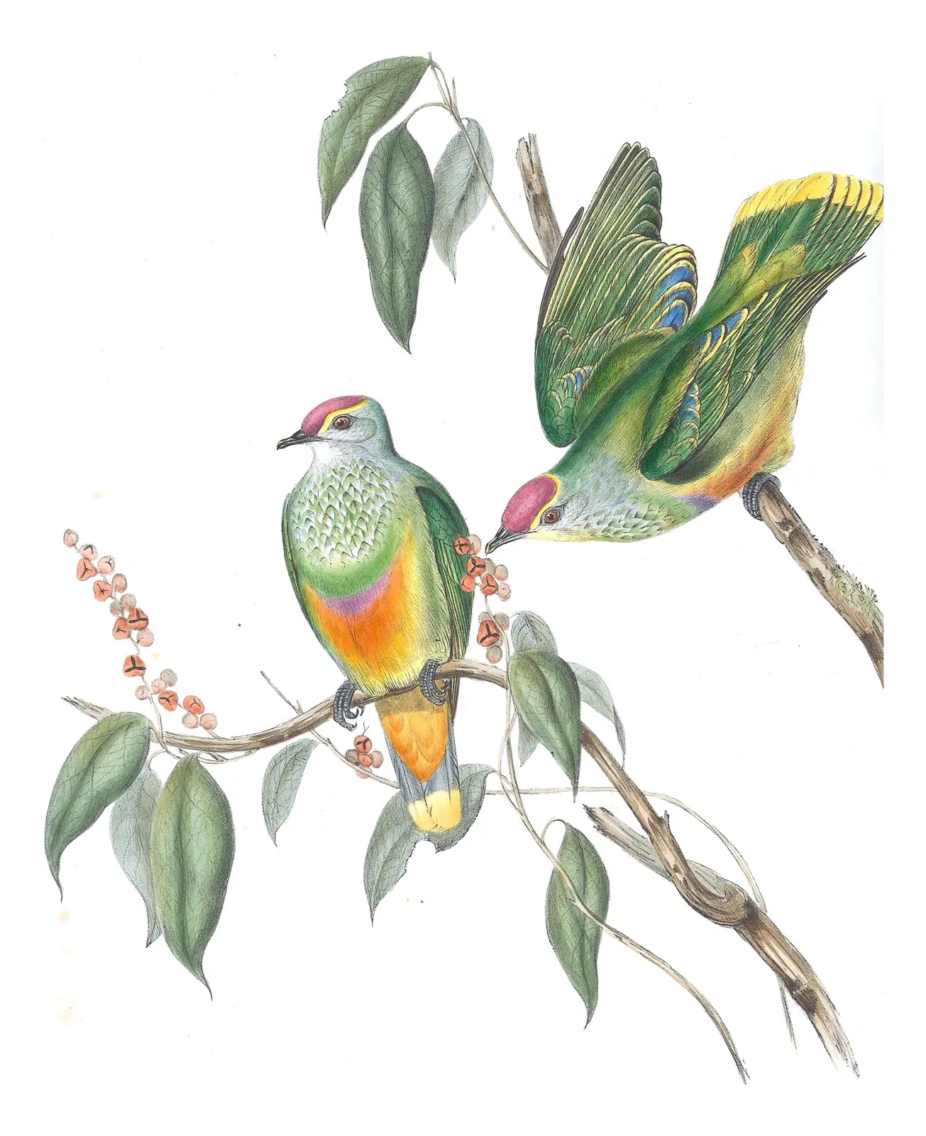 Volume V, plate 55 of Gould's The Birds of Australia: Rose-crowned Fruit-Dove (Ptilinopus regina)
