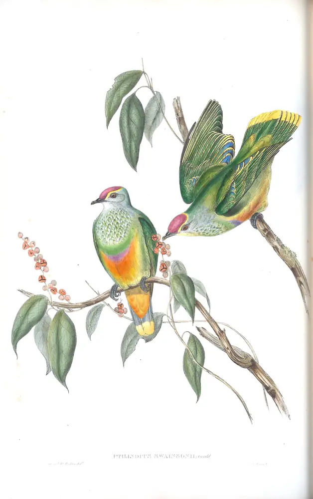 The whole sheet of volume V, plate 55, with its engraved caption