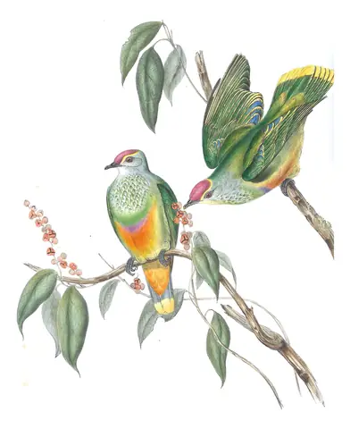 Volume V, plate 55 of Gould's The Birds of Australia: Rose-crowned Fruit-Dove (Ptilinopus regina)