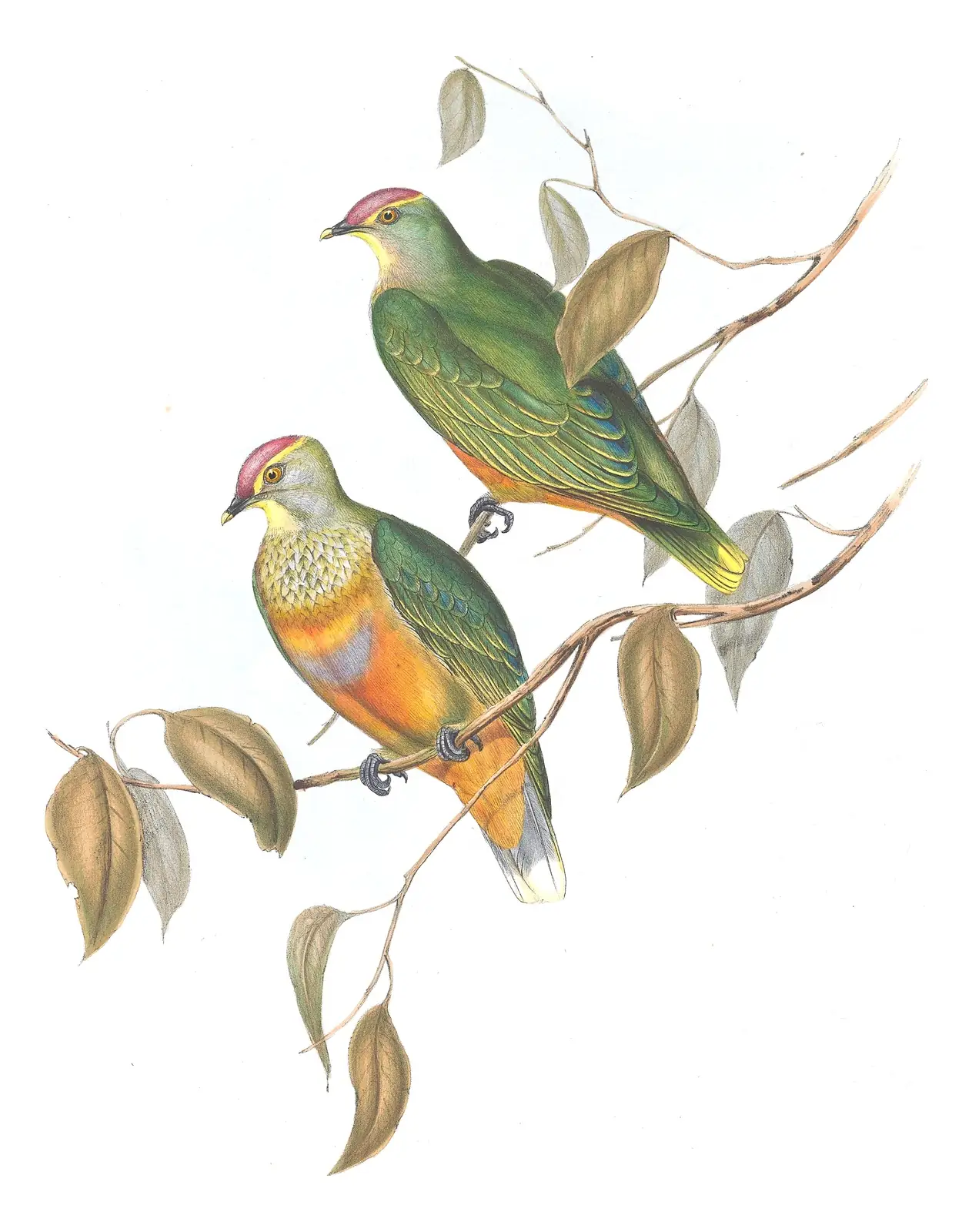 Volume V, plate 56 of Gould's The Birds of Australia: Rose-crowned Fruit-Dove (Ptilinopus regina)