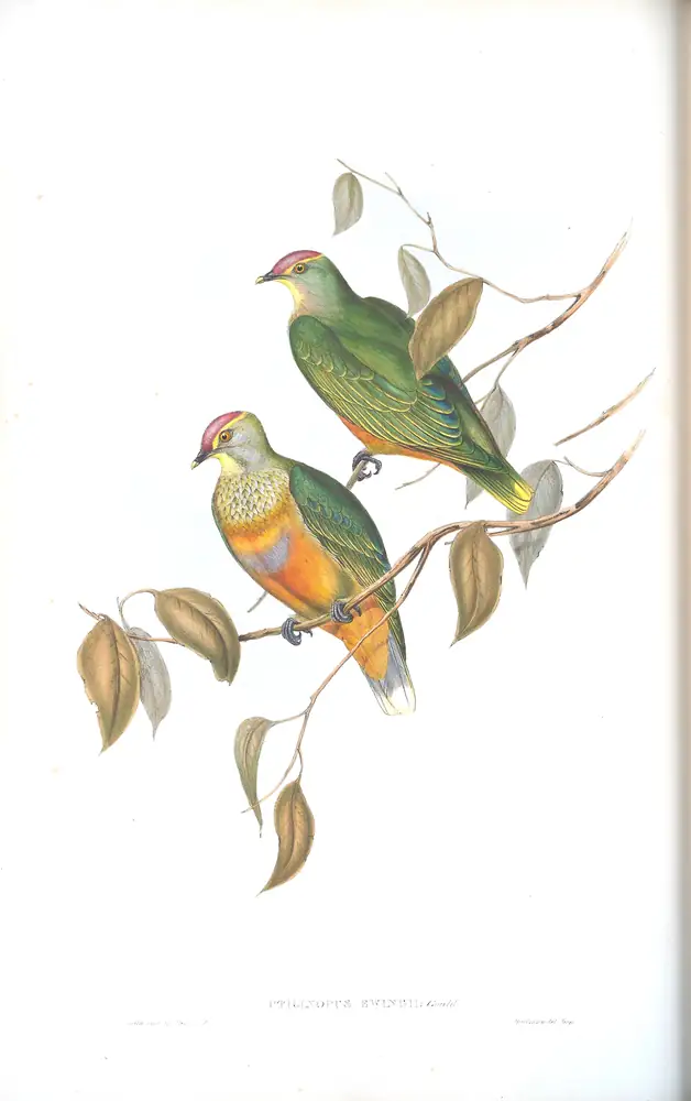 The whole sheet of volume V, plate 56, with its engraved caption
