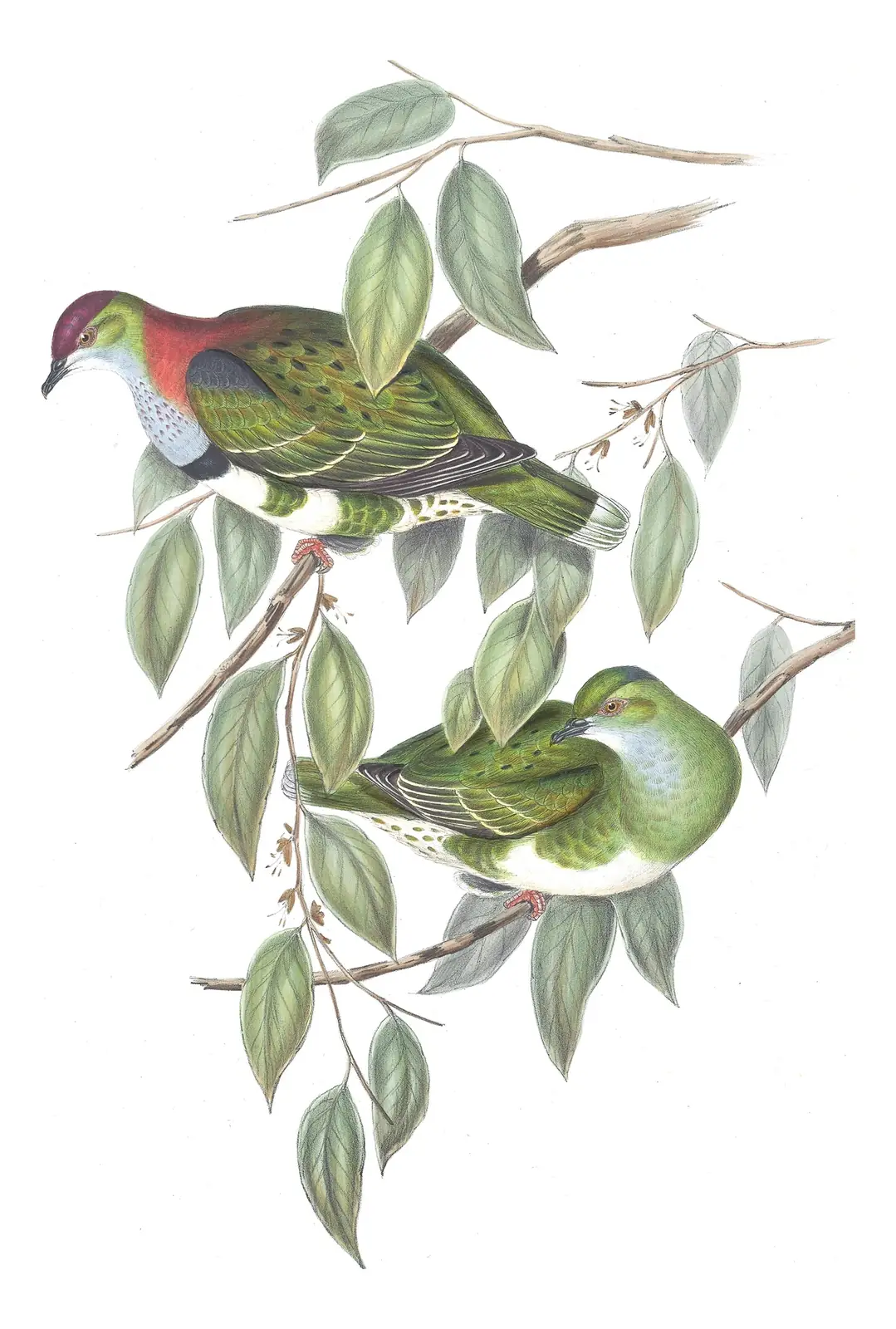 Volume V, plate 57 of Gould's The Birds of Australia: Superb Fruit-Dove (Ptilinopus superbus)