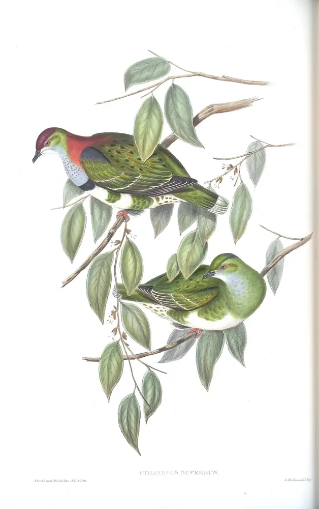The whole sheet of volume V, plate 57, with its engraved caption