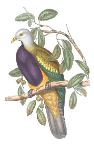 Volume V, plate 58 of Gould's The Birds of Australia: Wompoo Fruit-Dove (Megaloprepia magnifica)