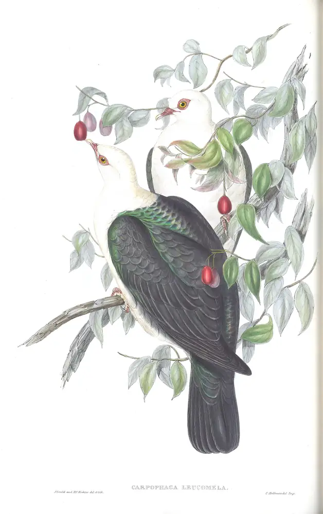 The whole sheet of volume V, plate 59, with its engraved caption