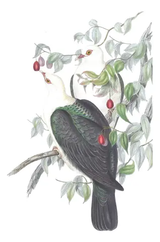 Volume V, plate 59 of Gould's The Birds of Australia: White-headed Pigeon (Columba leucomela)