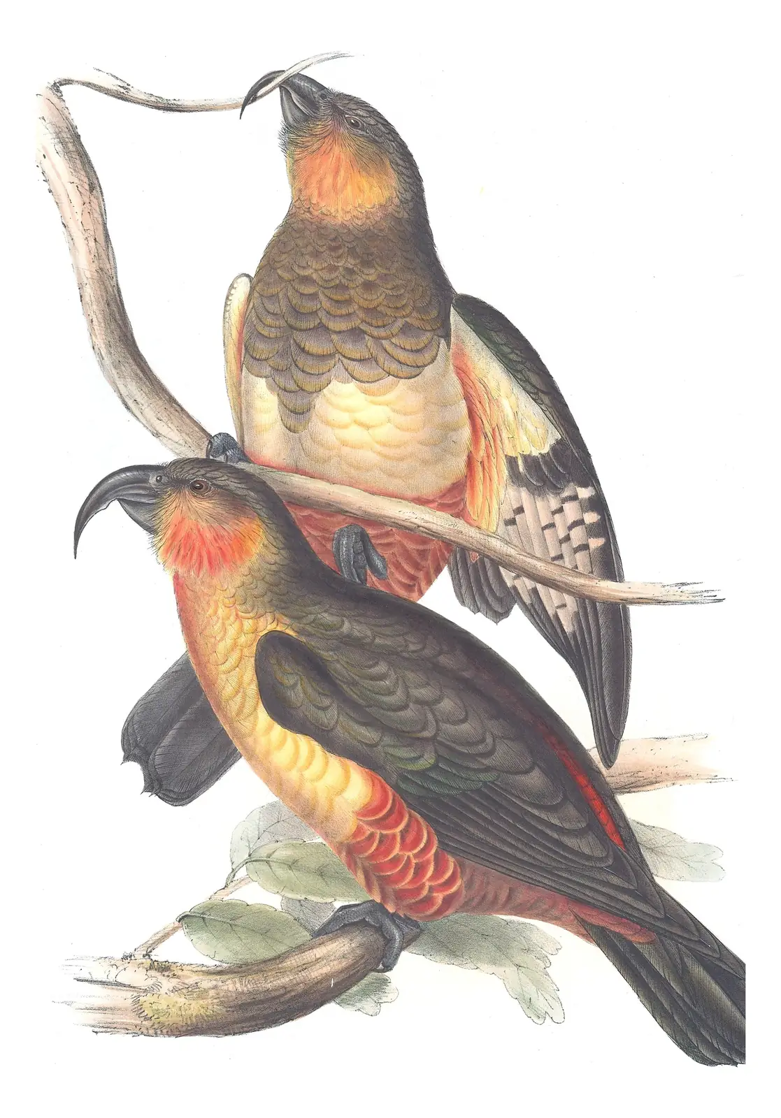 Volume V, plate 6 of Gould's The Birds of Australia: Norfolk Island Kaka (Nestor productus)
