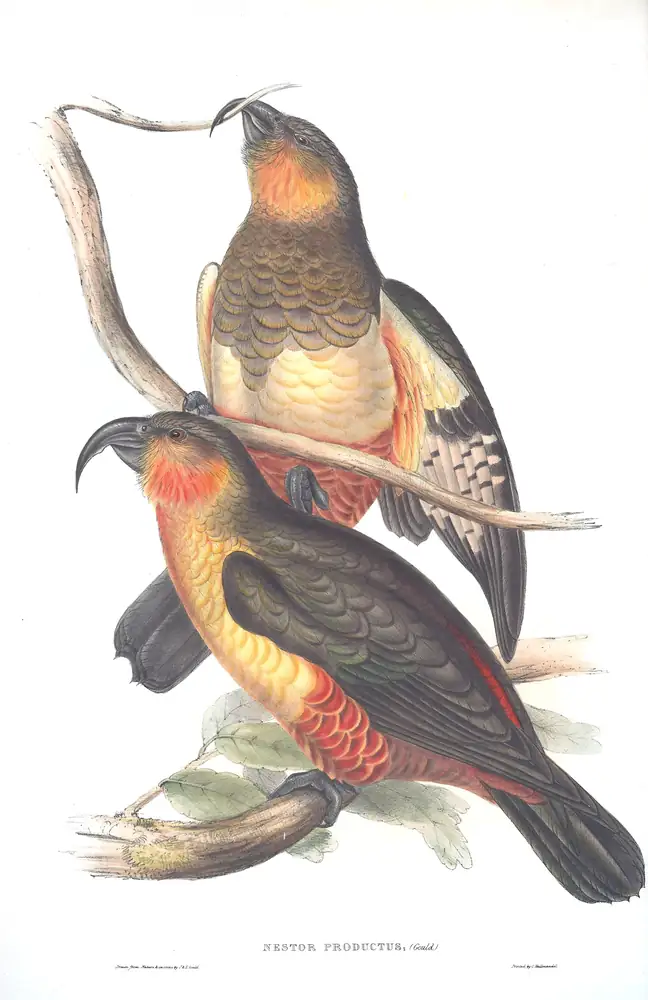 The whole sheet of volume V, plate 6, with its engraved caption