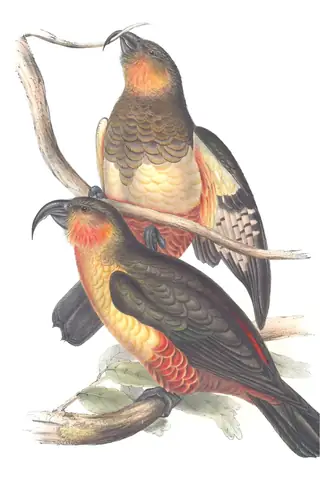 Volume V, plate 6 of Gould's The Birds of Australia: Norfolk Island Kaka (Nestor productus)