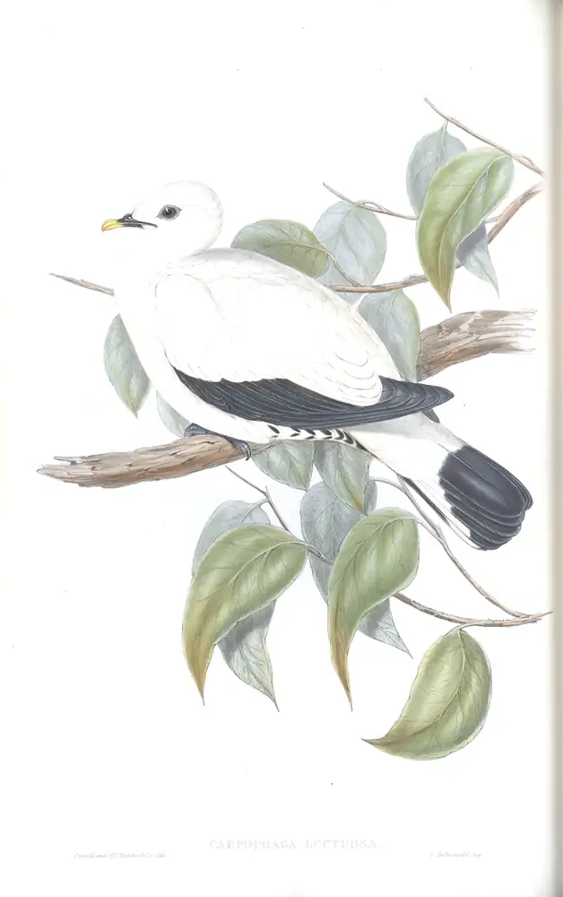 The whole sheet of volume V, plate 60, with its engraved caption