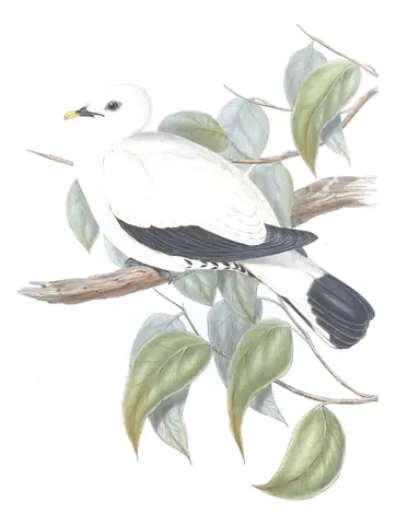 Volume V, plate 60 of Gould's The Birds of Australia: Torresian Imperial-Pigeon (Ducula spilorrhoa)
