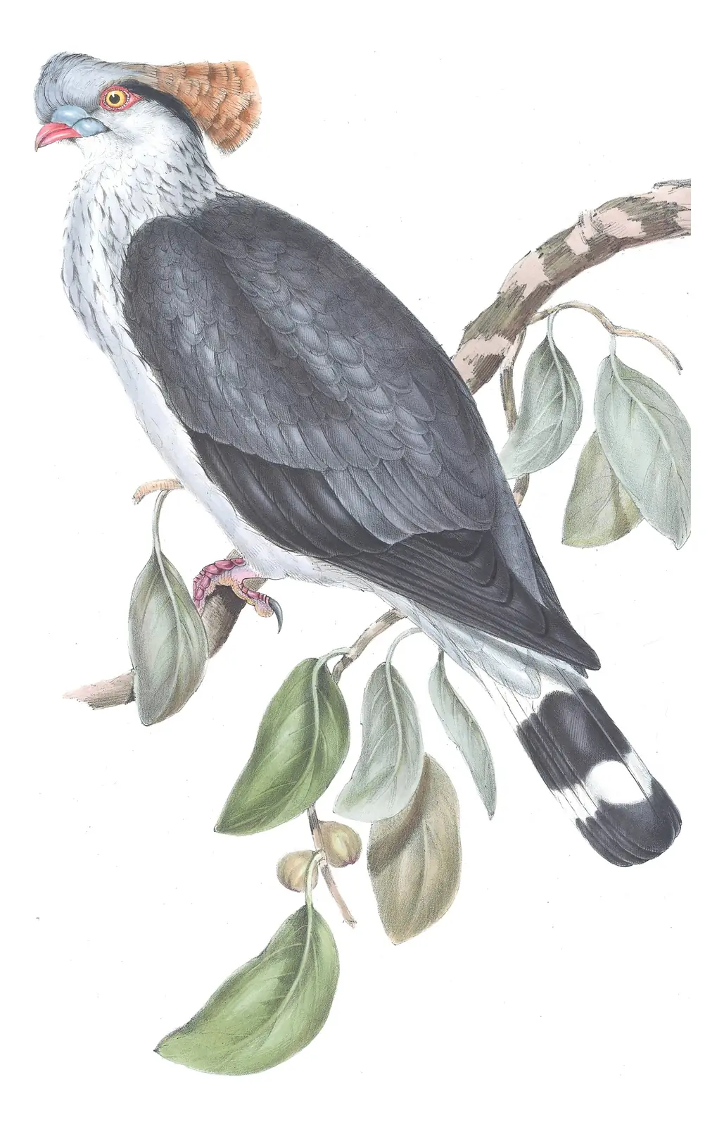 Volume V, plate 61 of Gould's The Birds of Australia: Topknot Pigeon (Lopholaimus antarcticus)