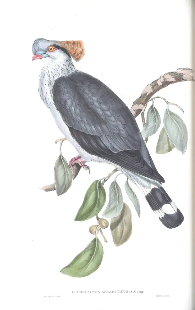 The whole sheet of volume V, plate 61, with its engraved caption