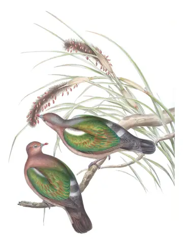 Volume V, plate 62 of Gould's The Birds of Australia: Pacific Emerald Dove (Chalcophaps longirostris)