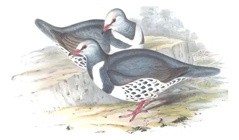 Volume V, plate 63 of Gould's The Birds of Australia: Wonga Pigeon (Leucosarcia melanoleuca)