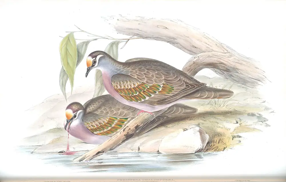 The whole sheet of volume V, plate 64, with its engraved caption