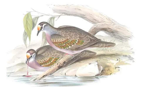 Volume V, plate 64 of Gould's The Birds of Australia: Common Bronzewing (Phaps chalcoptera)