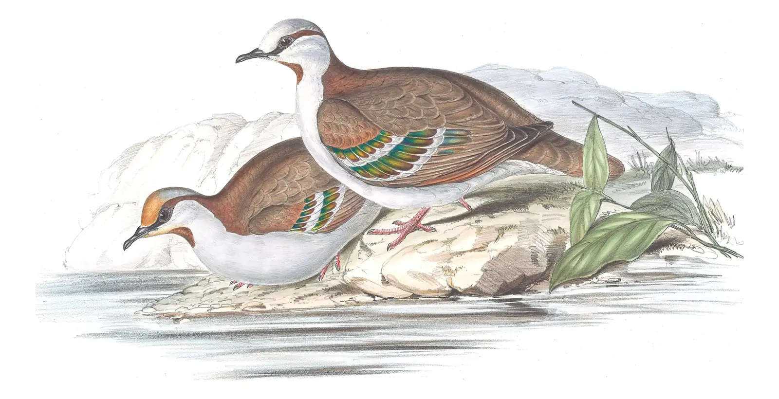 Volume V, plate 65 of Gould's The Birds of Australia: Brush Bronzewing (Phaps elegans)