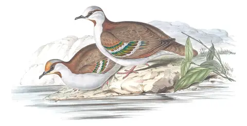 Volume V, plate 65 of Gould's The Birds of Australia: Brush Bronzewing (Phaps elegans)