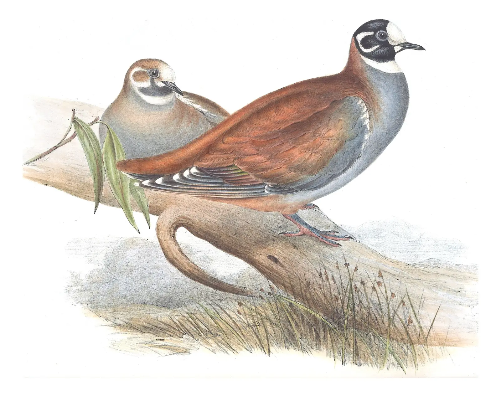 Volume V, plate 66 of Gould's The Birds of Australia: Flock Bronzewing (Phaps histrionica)