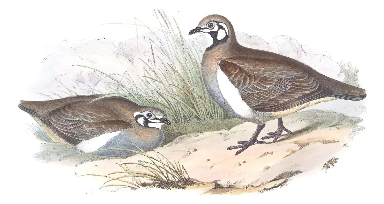 Volume V, plate 67 of Gould's The Birds of Australia: Squatter Pigeon (Geophaps scripta)