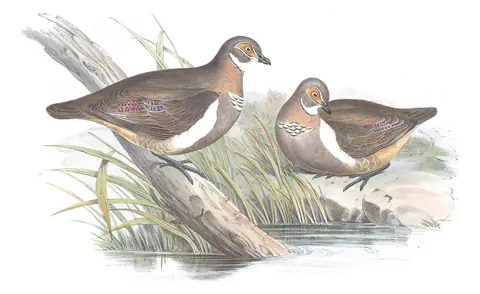 Volume V, plate 68 of Gould's The Birds of Australia: Partridge Pigeon (Geophaps smithii)