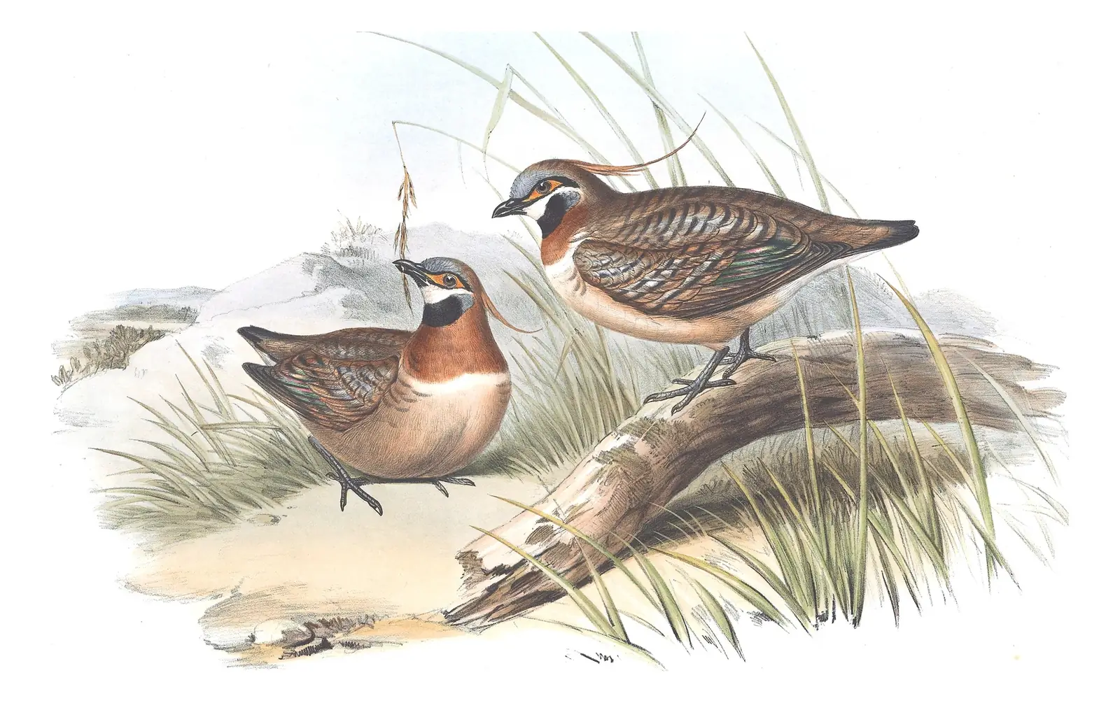 Volume V, plate 69 of Gould's The Birds of Australia: Spinifex Pigeon (Geophaps plumifera)