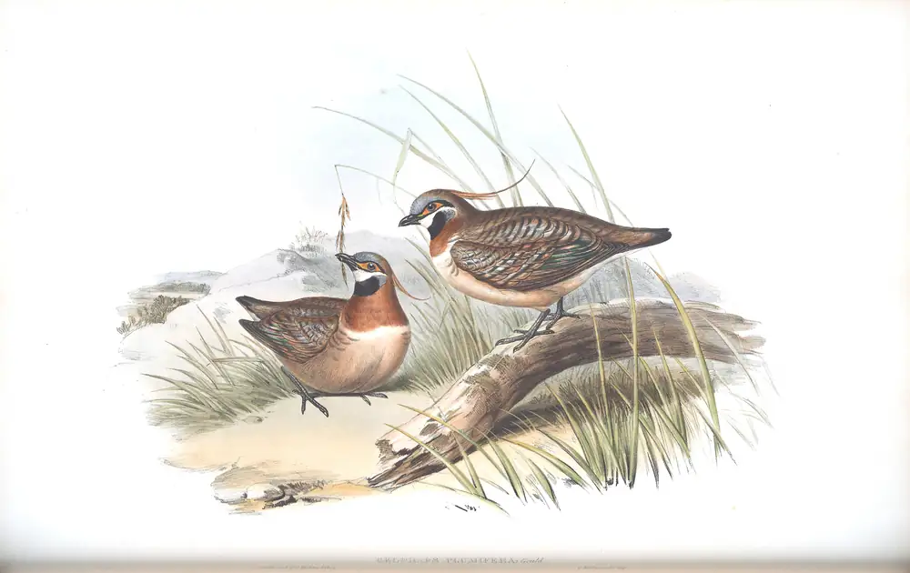 The whole sheet of volume V, plate 69, with its engraved caption