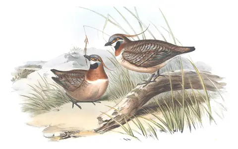 Volume V, plate 69 of Gould's The Birds of Australia: Spinifex Pigeon (Geophaps plumifera)