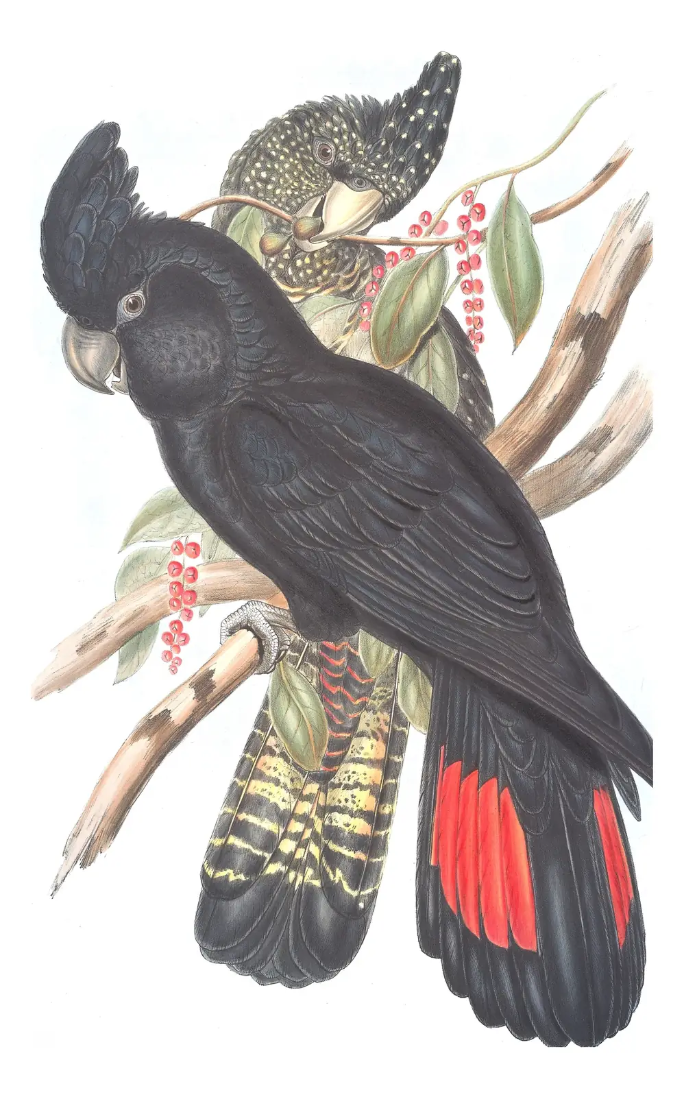 Volume V, plate 7 of Gould's The Birds of Australia: Red-tailed Black-Cockatoo (Calyptorhynchus banksii)
