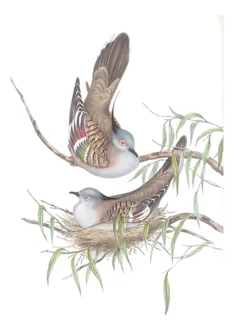 Volume V, plate 70 of Gould's The Birds of Australia: Crested Pigeon (Ocyphaps lophotes)