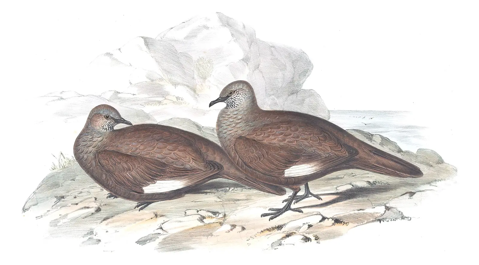Volume V, plate 71 of Gould's The Birds of Australia: White-quilled Rock-Pigeon (Petrophassa albipennis)