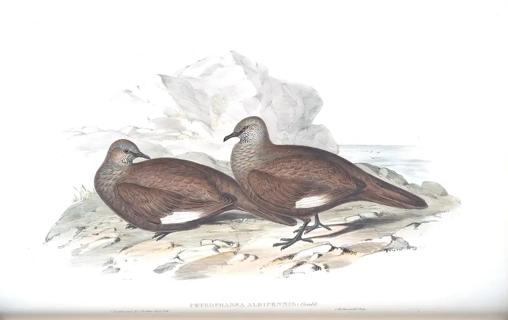 The whole sheet of volume V, plate 71, with its engraved caption