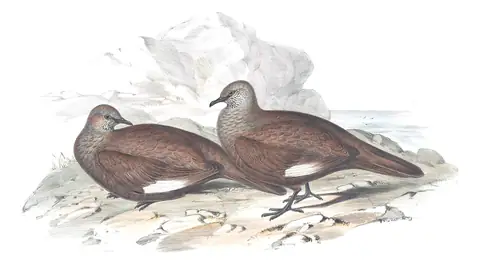 Volume V, plate 71 of Gould's The Birds of Australia: White-quilled Rock-Pigeon (Petrophassa albipennis)