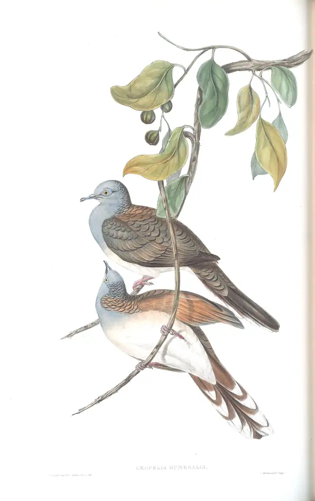 The whole sheet of volume V, plate 72, with its engraved caption