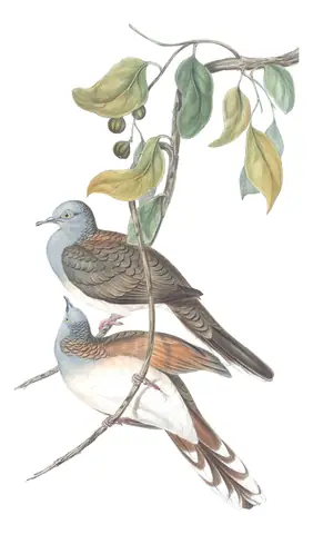 Volume V, plate 72 of Gould's The Birds of Australia: Bar-shouldered Dove (Geopelia humeralis)