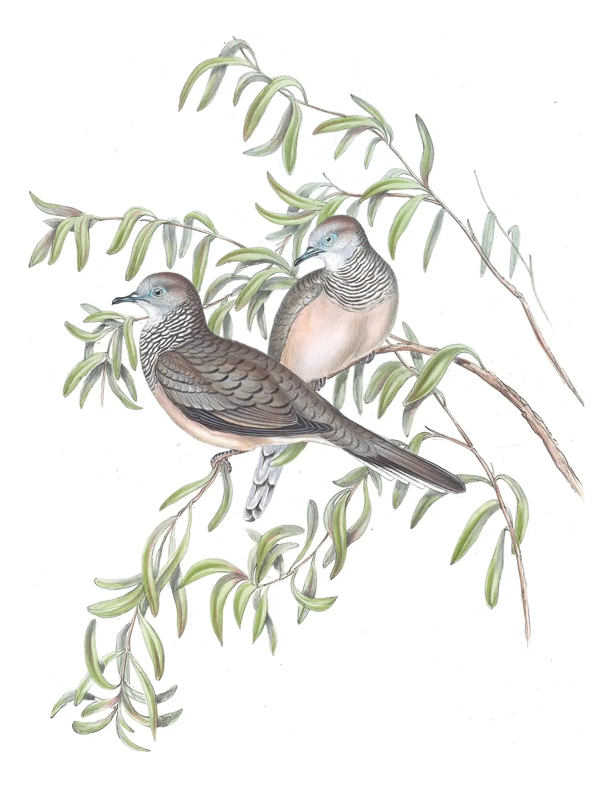 Volume V, plate 73 of Gould's The Birds of Australia: Peaceful Dove (Geopelia placida)