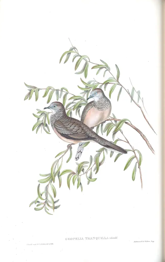 The whole sheet of volume V, plate 73, with its engraved caption